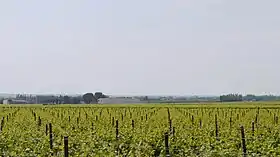 Vignes en Petite Camargue