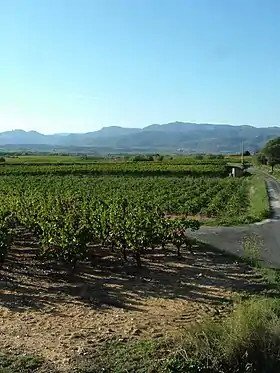 Image illustrative de l'article Mas de Daumas Gassac