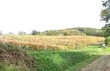 la vigne, toujours présente sur les Monts-d'Or