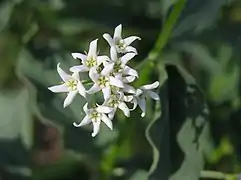 Fleur de Vincetoxicum hirundinaria.
