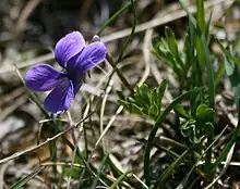Viola pinnata, violette à feuilles pennées, observée au lac de Paroir