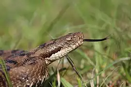 Vipera aspis
