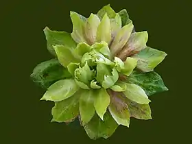 Image illustrative de l’article Rose verte