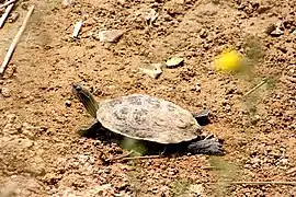 Sanctuaire pour les tortues