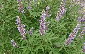 Vitex agnus-castus