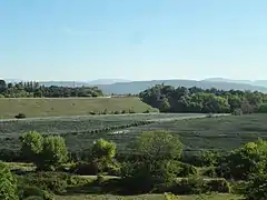 Pommeraie à Volx, protégée par des filets anti-grêles.