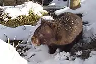 Wombat (Vombatus ursinus, Vombatidae)