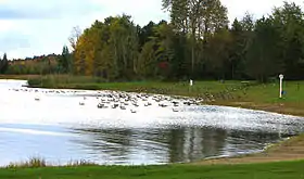 Des bernaches du Canada dans le parc à l'automne (2010)