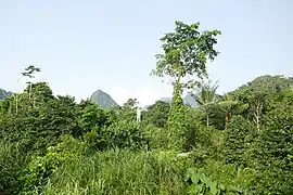 Végétation luxuriante.