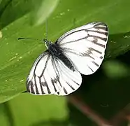 PieriniPieris marginalis