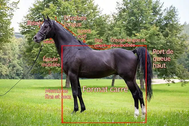 Photo légendée d'un cheval noir vu de profil.