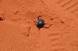 Scarabée au Wadi Rum en avril 2017.