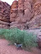 Chèvre et genêts blancs au Wadi Rum en mars 2016.