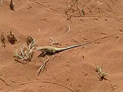 Lézard au Wadi Rum en mars 2016.