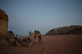 Campement de chameliers au Wadi Rum en juillet 2019.