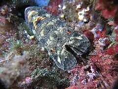 Scyllarus arctus en milieu naturel (1 m  de profondeur environ sous un surplomb rocheux). La pointe des chevaliers, presqu'île de Giens, Var, France.