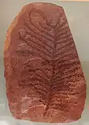 Walchia schlotheimii.