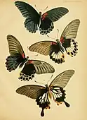Papilio memnon mâle, avers et revers (en haut) et trois formes femelles