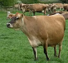 Vache laitière fauve et tête brune au pâturage.