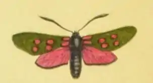 Zygène de la filipendule (Zygaena filipendulae), dans A world of wonders, p. 3