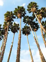 Washingtonia robusta.