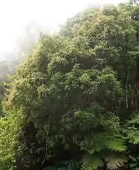 Tan Rouge en pleine floraison, forêt du Tévelave