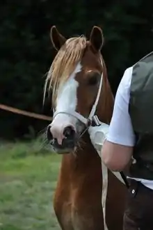 Tête d'un poney roux avec une grande marque blanche