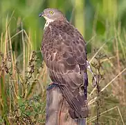 Photographie en couleurs d'un rapace brun, vu de dos, perché sur un piquet, la tête tournée de profil, avec un grand œil jaune.