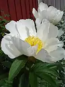 Paeonia lactiflora'White Wings'Fleur simple.