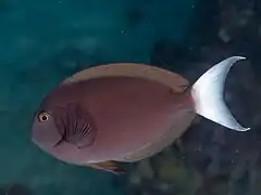 Acanthurus thompsoni