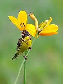 Bruant auréole dans le parc national de Rishiri-Rebun-Sarobetsu en juin 2009.