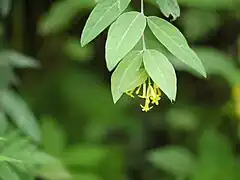 Rameau et inflorescence