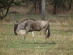 Gnou à barbe blanche en Tanzanie