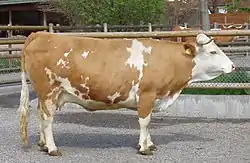 Vache pie rouge à pattes courtes et musclée.