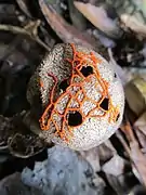 Willkommlangea reticulata