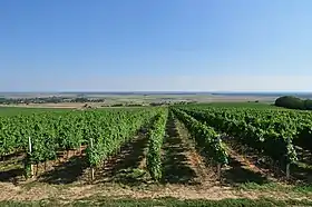 Zmajevac (Kneževi Vinogradi)