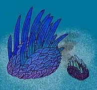 Wiwaxia, assez semblable aux actuels Scotoplanes mais couvert d'écailles et d'épines chitineuses et proche des actuels vers annélides