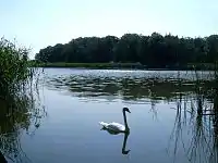 L'île Konwaliowa, sur le lac d'Olejnica.