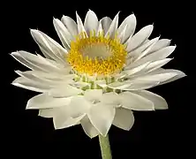 Xerochrysum macranthum.