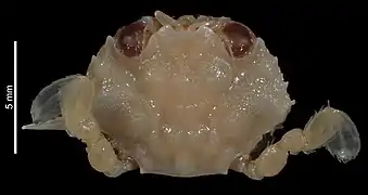 Xiphonectes guinotae.