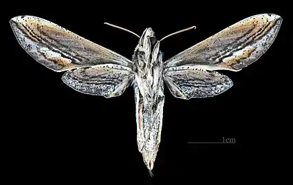 Face ventrale de la femelle(coll.MHNT)