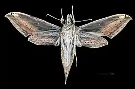 Xylophanes aglaor femelle, revers (MHNT).