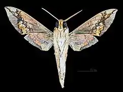 Xylophanes chiron cubanus revers du mâle MHNT