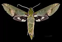 Xylophanes chiron nechus face dorsale de la femelle MHNT