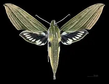 Face dorsale de la femelle MHNT