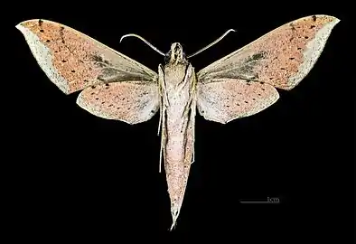 Xylophanes cyrene♀ △ - Revers (coll.MHNT)