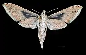 Revers de la femelle