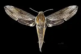 Avers de la femelle (coll.MHNT)