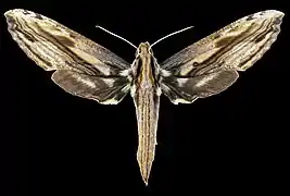 Avers de la femelle (coll.MHNT)