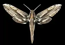 Avers du mâle (coll.MHNT)